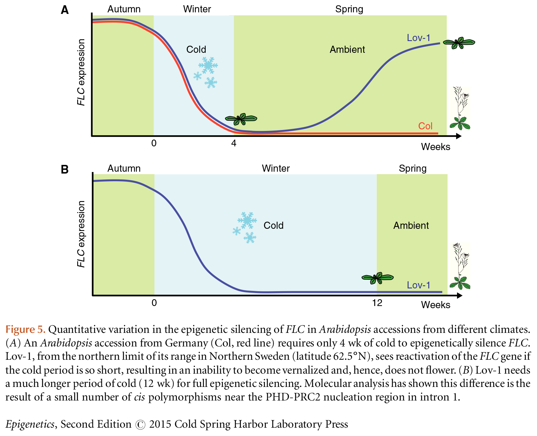 Epigenetic Regulation in Plant Responses to the Environment